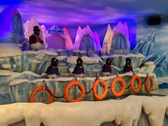 -帝企鹅自助餐厅•儿童岛•真企鹅(长隆企鹅酒店)