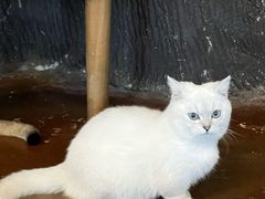 -猫猫幼稚园·撸猫·桌游·电玩