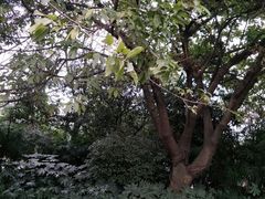 -老房子金沙元年川菜食府·花园餐厅(金沙店)