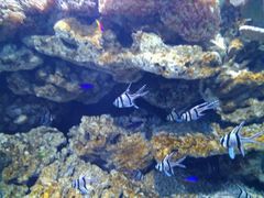 -芜湖新华联大白鲸海洋公园