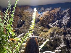 -野菌皇海景野生菌火锅(滨海大道店)