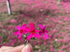 -阳澄湖半岛旅游度假区