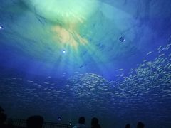 -烟台海昌鲸鲨海洋公园