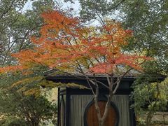 -金鸡湖桃花岛