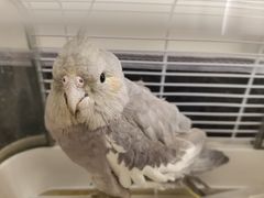 -猫小院猫主题餐厅(南锣旗舰店)