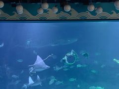 -烟台海昌鲸鲨海洋公园