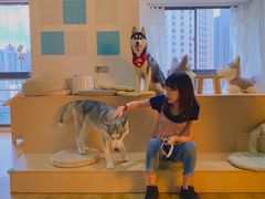 -Husky Go! 哈士奇体验馆·宠物咖啡厅狗咖