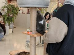 -共舞时光猫咖·狗咖(新街口店)