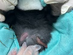 -东莞宠友24H宠物中心医院·转诊夜诊·异宠(新河北路院)