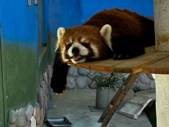 -栾川竹海野生动物园