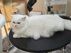 -momokira米努特·德文卷毛猫·棉花面纱犬