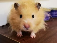-楼上猫咖(罗湖店)
