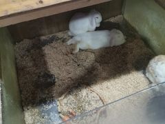 -上海大自然野生昆虫馆(东方明珠·爬宠昆虫探索中心)