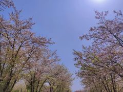 -天王浮山樱花园