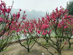 -南国桃园旅游度假区