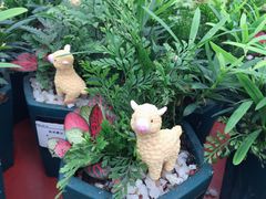 -荷兰花海