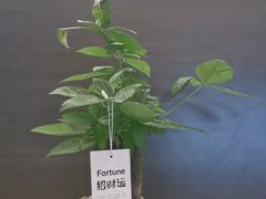 -鹿栖(佛山季华园店)