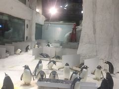-大连圣亚海洋世界