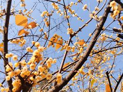 -三圣花乡旅游区