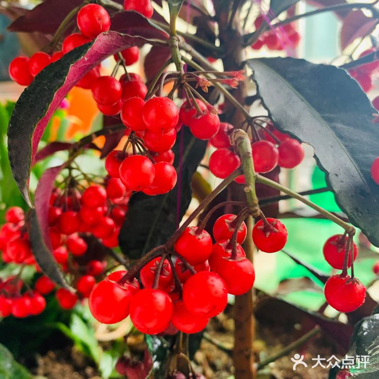 美丽的阳台山上，花儿怒放着，添了一道美丽的风景线