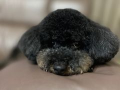 -1013 PET SHOP 宠物商店(近铁城市广场店)
