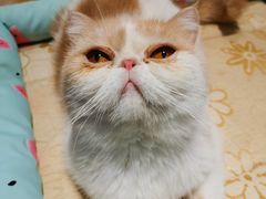 -滚猫咖啡·猫咖·猫友好撸猫(未来城店)