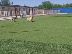 -宠物寄养训练学校