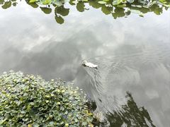 -翠湖公园