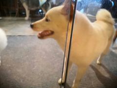 -more than meow吴止猫主题餐厅(承德 中船汇店)