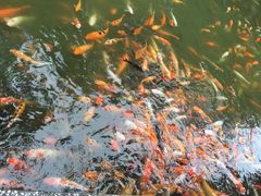 -南宁良凤江国家森林公园