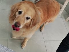 -爱侣宠医·鹦鹉专科·小型哺乳类·异宠专科(灵石路店)