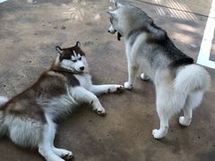 -TrueLove @ Neverland (Husky Cafe)