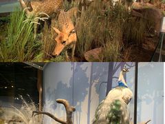 -陕西自然博物馆