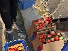 -小鱼草莓采摘园农家乐·小鱼餐厅