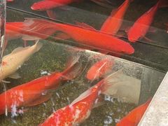 -野蔓果·山野菜(西湖景区·龙井茶田店)