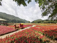 -广州市石门国家森林公园