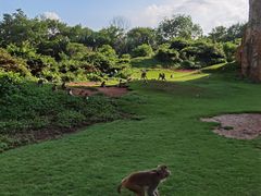 -海南热带野生动植物园