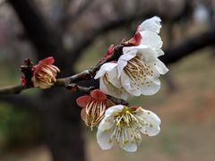 -无锡梅园公园