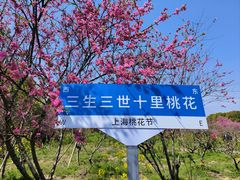 -南汇桃花村
