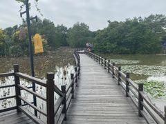 -大湾区中央湿地公园
