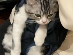 -lincat·猫舍(广州店)