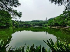 -深圳仙湖植物园