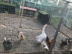 -前小桔亲子创意农场·草莓采摘·露营烧烤