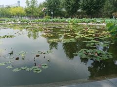 -莲花池公园