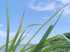 -深圳湾公园(南山区)