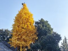 -西安市广仁寺