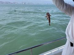 -鑫艋游艇海钓俱乐部