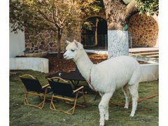 -J Create城市露营咖啡·简餐·宠物(上海动物园店)