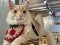 -豆逗聊愈猫阁Easy Life