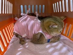 -纳吉亚猫专科动物医院·北北分院